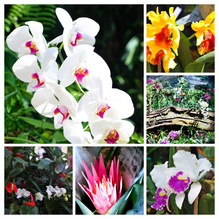 Manifestacja 23.01-303-COLLAGE (1)