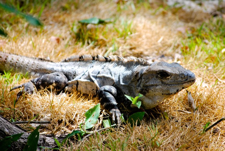 Manifestacja 23.01-324 (1)