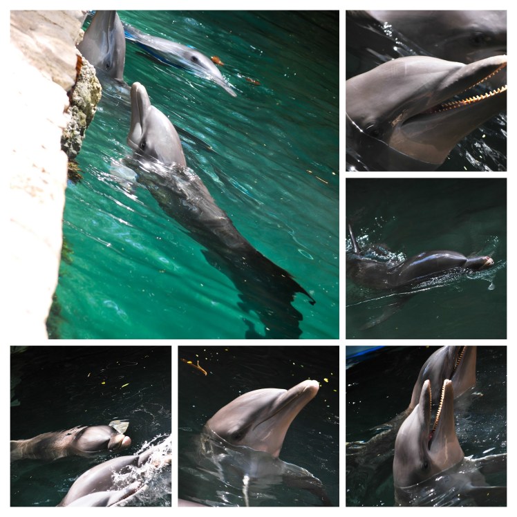 Manifestacja 23.01-326-COLLAGE (1)