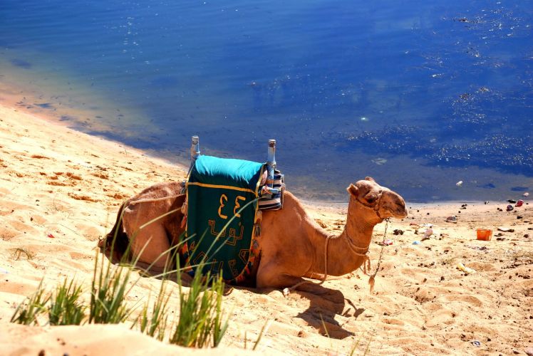 Afryka po raz I wszy 836