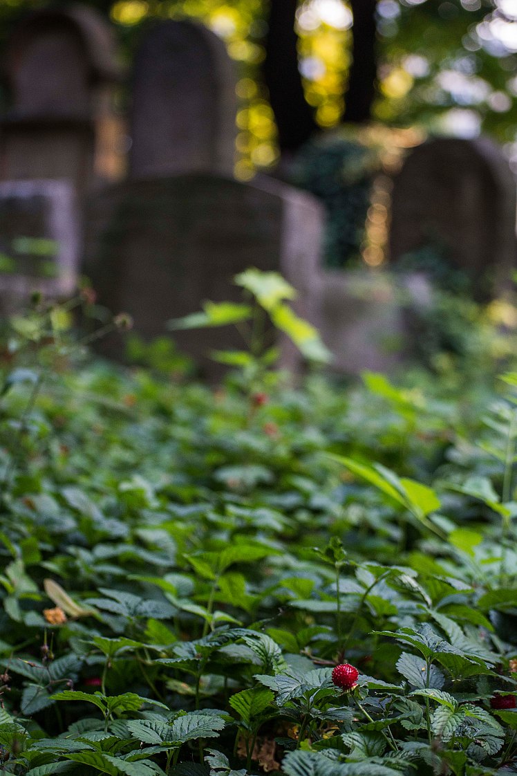 FKZ 2019_Przemiany Żydowskiego Cmentarza_5702